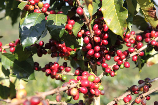 咖啡樹的種類有哪些？阿拉比卡種 羅巴斯塔種 利比里亞種