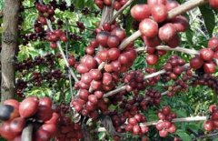 高產量的優質咖啡豆介紹 哥倫比亞精品咖啡 哥倫比亞咖啡的口感