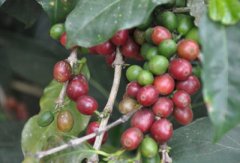 頂級咖啡豆——巴拿馬瑰夏咖啡 瑰夏咖啡品質 巴拿馬瑰夏咖啡品種