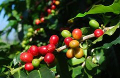 咖啡豆中的王者 牙買加藍山咖啡 藍山咖啡特點 藍山咖啡種植 藍山