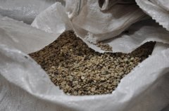 巴拿馬咖啡生豆烘焙經驗 巴拿馬的豆子怎麼烘焙？ 咖啡豆的烘焙心