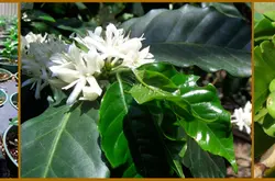 洪都拉斯宏都拉斯聖胡安喜多1號地水洗波旁香醇低酸清咖啡熟豆 　