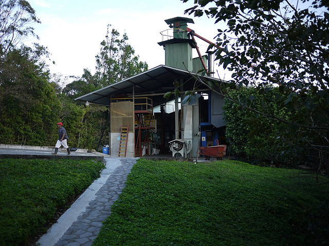 哥斯達黎加塔拉珠鑽石山莊園水洗SHB卡杜拉 哥斯大黎加精品咖啡豆