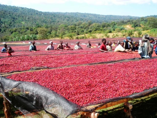精品咖啡 危地馬拉新東方產區番石榴平原莊園酒香日曬處理SL28種