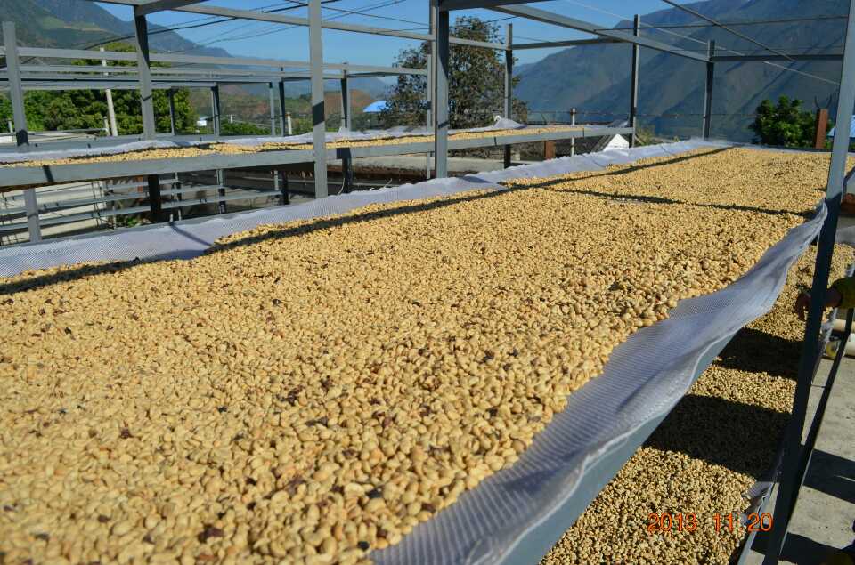 巴拿馬波奎特boquete產區凱薩路易斯莊園水洗處理 精品咖啡 熟豆