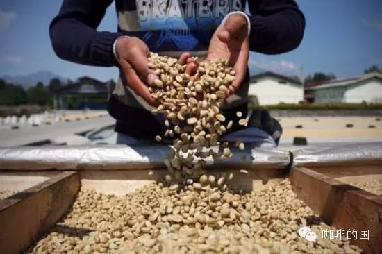 哥倫比亞慧蘭產區慧蘭高原鑽石莊園特別處理法黃波旁種優質咖啡豆