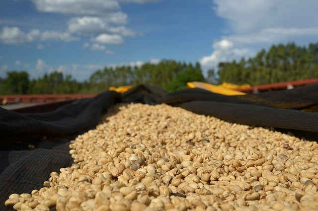 半日曬紅波旁精品咖啡熟豆 薩爾瓦多 喜馬拉雅莊園 美洲咖啡