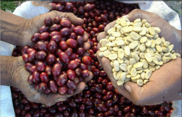 非洲咖啡 埃塞俄比亞sidamo 西達摩G2等級 水洗處理精品咖啡熟豆