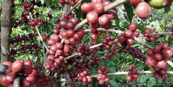 耶加雪菲日曬處理班其馬吉BenchMaji 埃塞俄比亞原始森林精品咖啡