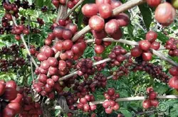 耶加雪菲日曬處理班其馬吉BenchMaji 埃塞俄比亞原始森林精品咖啡