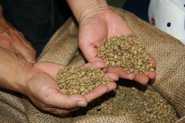 精品咖啡熟豆非洲坦桑尼亞乞力馬紮羅珍珠圓豆PB吉利馬札水洗波旁