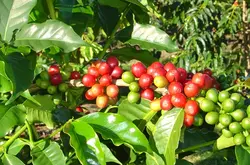非洲咖啡肯尼亞Nyeri產區家圖吉Gatugi處理廠水洗AA級蔓越莓