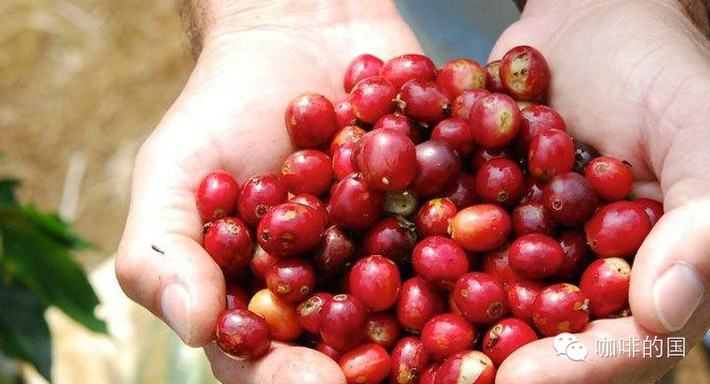 埃塞俄比亞西達摩Sidamo古吉Guji夏奇索Shakisso產區日曬咖啡熟豆