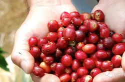 埃塞俄比亞西達摩Sidamo古吉Guji夏奇索Shakisso產區日曬咖啡熟豆