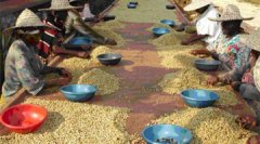 咖啡生豆的加工步驟 咖啡生豆的加工過程 咖啡生豆的加工方法 咖