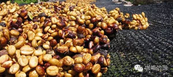 中國咖啡網推薦尼加拉瓜吉姆莫利納莊園蜜處理紅波旁種精品單品咖