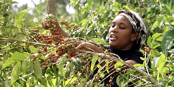 埃塞俄比亞西達摩日曬處理獅子王精品咖啡豆衣索比亞西達瑪黑咖啡