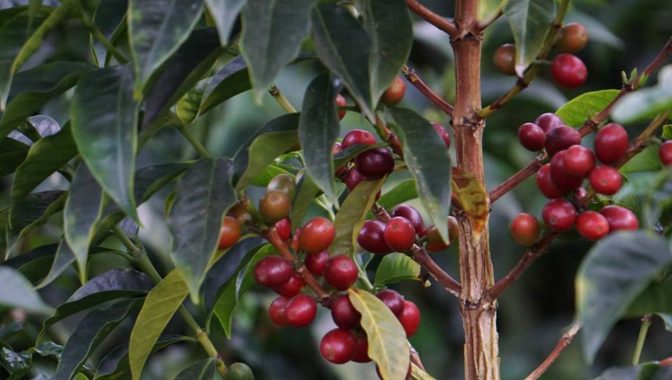 雲南咖啡 普洱咖啡種植面積達75.7萬畝 成全國最大咖啡產區