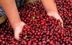哥倫比亞精品咖啡莊園介紹 哥倫比亞慧蘭勒柳莎咖啡莊園 哥倫比亞