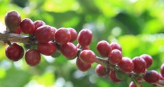 精品咖啡優質品種介紹：卡杜拉咖啡 卡杜拉咖啡是什麼？ 咖啡的優