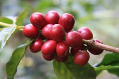 危地馬拉薇薇特南果咖啡產區介紹 危地馬拉咖啡種植莊園 危地馬拉