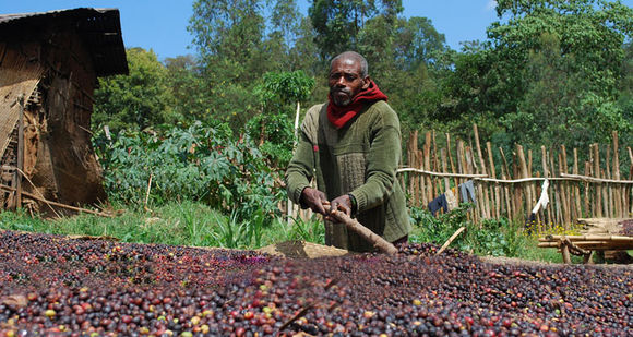 中國咖啡網推薦哥倫比亞咖啡豆歷史摩卡小圓豆蜜處理南美洲豆