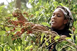 耶加雪菲日曬處理班其馬吉埃塞俄比亞原始森林中國咖啡網精品咖啡