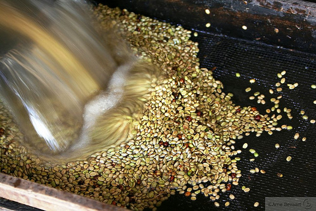 如何選擇咖啡豆肯尼亞Nyeri產區家圖吉Gatugi處理廠水洗AA級蔓越