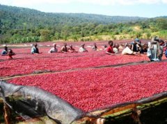 危地馬拉咖啡產區介紹 番石榴平原精品咖啡莊園 危地馬拉新東方咖