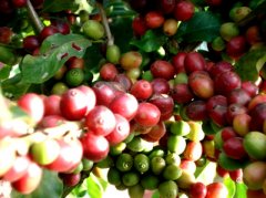 埃塞俄比亞G1西達摩咖啡豆產區介紹——夏奇索微產區 西達摩咖啡