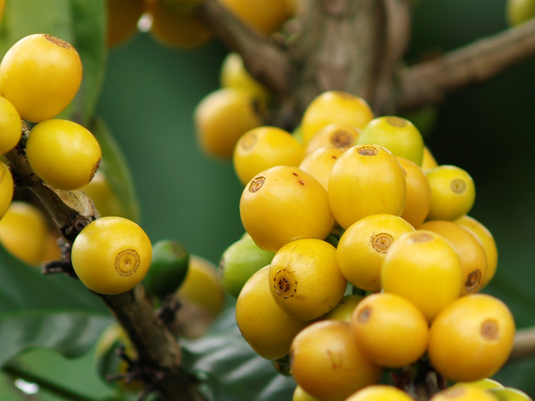 哥倫比亞黃波旁種優質咖啡豆慧蘭產區慧蘭高原鑽石莊園特別處理法