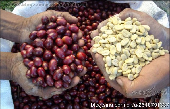 哥斯達黎加西部谷地舒瑪瓦莊園日曬處理薇拉莎奇種精品咖啡熟豆