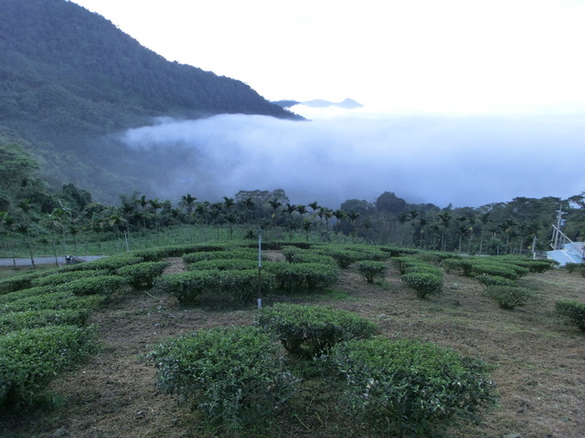 中國咖啡網推薦咖啡豆產區-中美洲-洪都拉斯(Honduras)水洗波旁