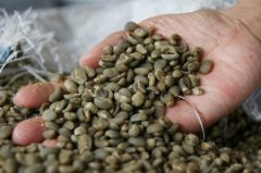 精品咖啡產地介紹——新幾內亞 新幾內亞咖啡口味特徵 新幾內亞咖