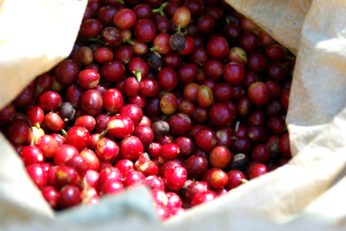 世界咖啡產區哥倫比亞精品咖啡產區考卡山谷希望莊園日曬處瑰夏