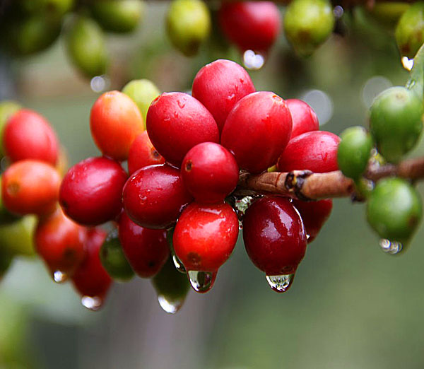 中國咖啡發展中國咖啡產地雲南加快咖啡產業發展雲南省咖啡種植