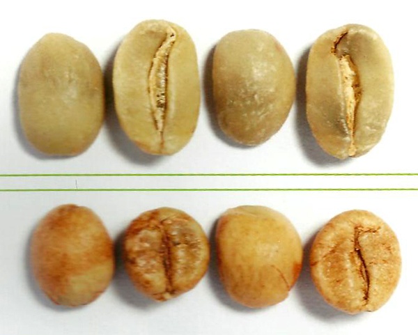 咖啡的品種主要有阿拉比卡和羅布斯塔阿拉比卡咖啡樹羅布斯塔咖啡