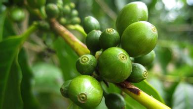 雲南小粒種老品種雲南咖啡引種歷史雲南咖啡網雲南咖啡的品種