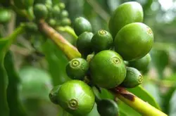 雲南小粒種老品種雲南咖啡引種歷史雲南咖啡網雲南咖啡的品種