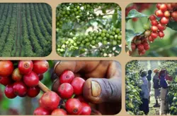 尼亞咖啡處理方法肯尼亞咖啡等級分類肯尼亞咖啡口感適合冰咖啡飲