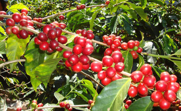 美洲精品咖啡豆哥倫比亞咖啡慧蘭高原鑽石莊園特別處理法黃波旁種