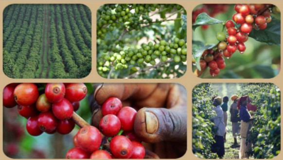 埃塞俄比亞咖啡概況咖啡的種植咖啡出走ET咖啡的處理阿拉比卡的故