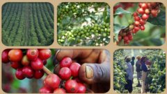 埃塞俄比亞咖啡康格合作社埃塞俄比亞耶佳雪菲康格合作社
