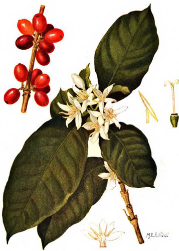 咖啡樹的種植條件咖啡樹種植需要什麼條件？咖啡爲茜草科多年生常