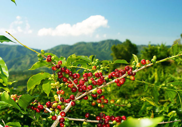 世界咖啡主要產區印尼知名代表性咖啡爪哇Java蘇門達臘曼特寧