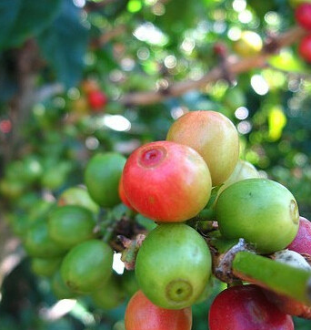 咖啡豆產區的區域分佈非洲阿拉伯地區埃塞俄比亞耶加雪菲達瑪合作