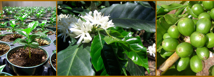 非洲咖啡精品莊園南非該國的咖啡樹源於肯尼亞果實像中美洲的咖啡