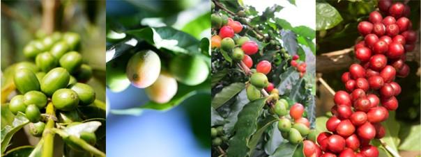 津巴布韋的咖啡優質肯尼亞AA級咖啡一樣口感柔滑爽帶有馥郁果香