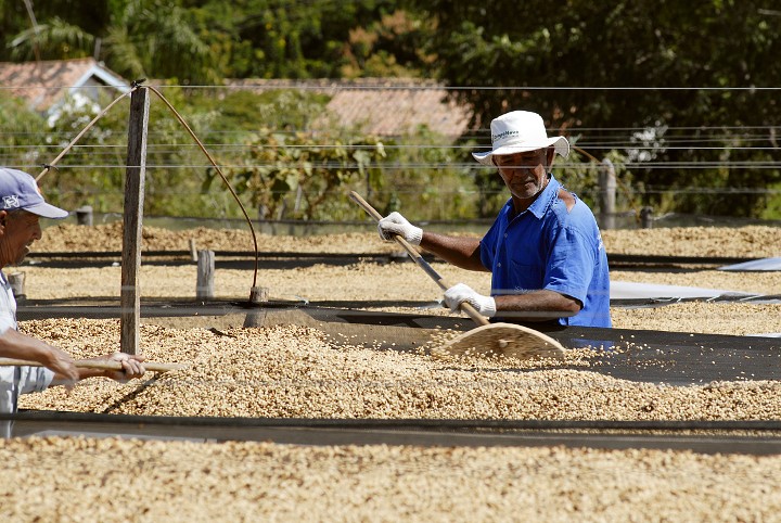 咖啡豆的初加工之取豆半日曬處理法巴西咖啡豆都採用半日曬法處理