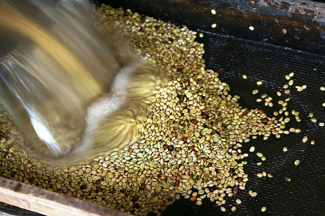 什麼是水洗處理法水洗處理法是怎麼的處理法咖啡豆的初加工之取豆